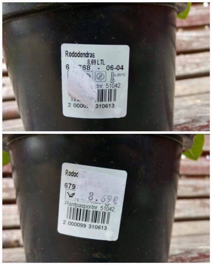rododendras