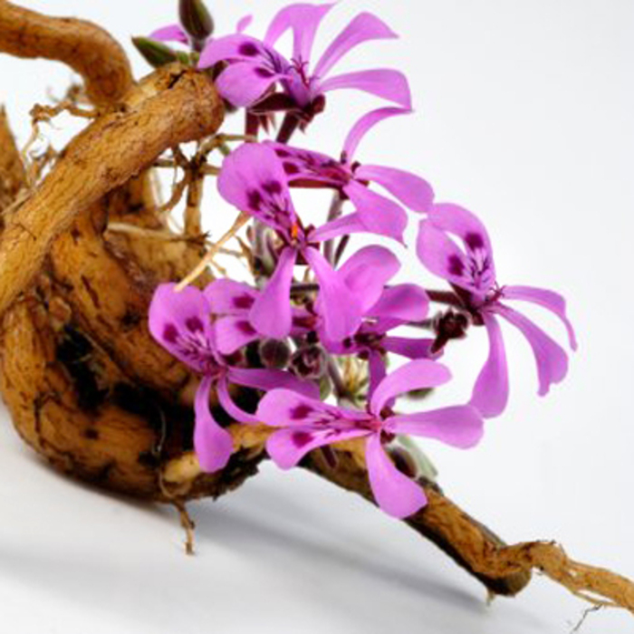 pelargonijos saknis