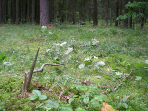 Vandalai&nbsp;turi&nbsp;būti&nbsp;nubausti