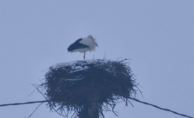 Nei&scaron;skridęs gandras sukėlė nerimą