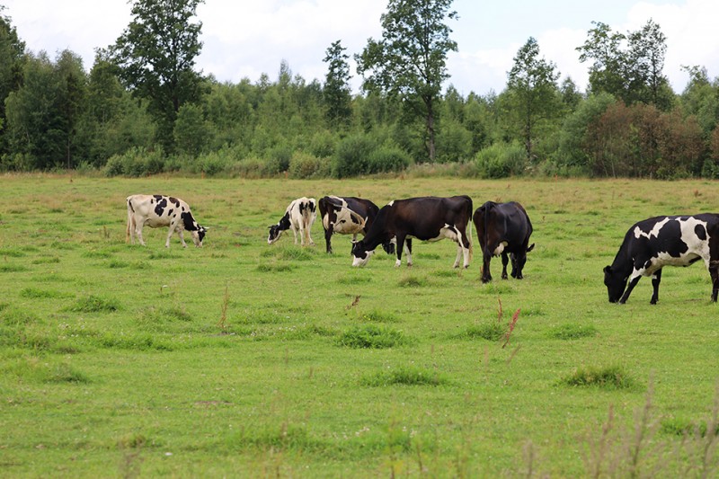 Už galvijų priežiūrą atsakingi ūkininkai