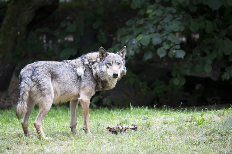 Gamtos apsaugos asociacijos „Baltijos vilkas“ tarybos pirmininkas A. Laurinavičius džiaugiasi iniciatyva ūkininkų ir vilkų konfliktus spręsti taikiai ir humaniškai freepik.com nuotr.
