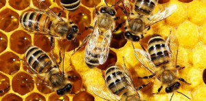 Kviečiame teikti&nbsp;parai&scaron;kas