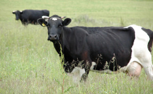 Įsipareigojimai&nbsp;ganant&nbsp;gyvulius