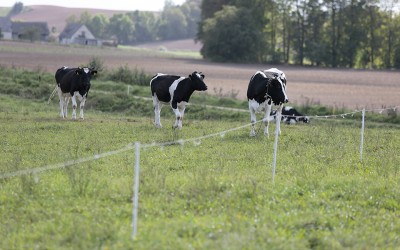 Viena iš ekoschemų įpareigoja ūkininkus užtikrinti gyvūnų gerovę. Pastebėta, kad Lietuvoje trūksta veiksmų, skatinančių tai daryti Ričardo PASILIAUSKO nuotr.