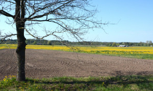 Paramos skirstymo žemėlapyje Kaltinėnų neliko