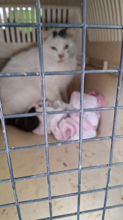 Be namų likę augintiniai: kas jais turi pasirūpinti?