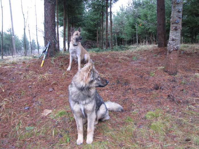 Dingo du šunys