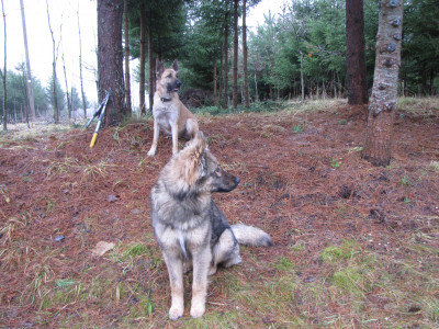 Dingo du šunys