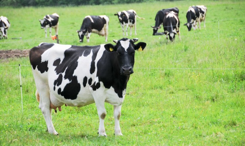 Sudarytos paraiškų pirmumo eilės