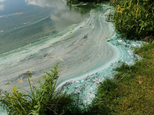 Mėlynai žalios apna&scaron;os &ndash; paprasčiausias dumblas?