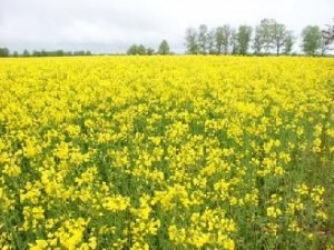 Pasėlių deklaravimas: vėluoti nenaudinga