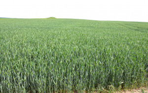 Sutvarkyk savo žemės plotą - gauk paramą