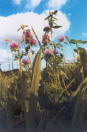 Būtinųjų&nbsp;ūkio darbų terminai rugpjūtį