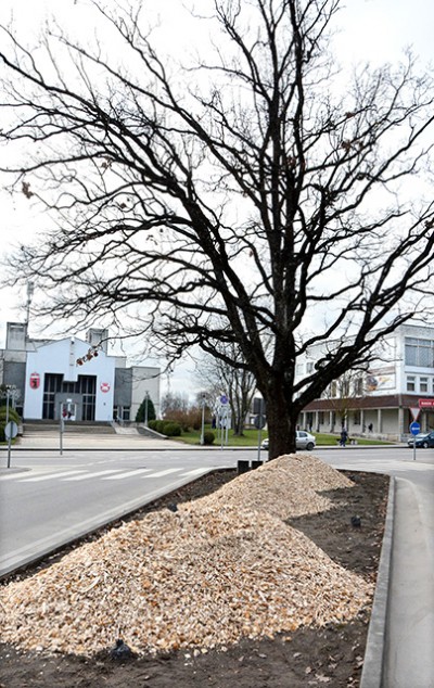 Ąžuolui gelbėti – kone tūkstantis eurų