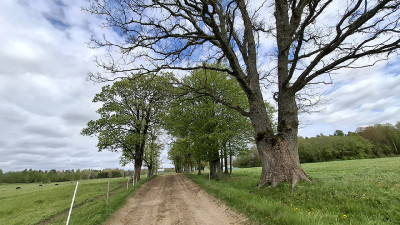 Kelyje Adomavo dvaro link augantys senieji medžiai galėtų daug istorijų papasakoti