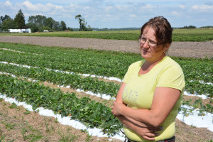 Rajono ūkininkai javus keičia į uogininkystę