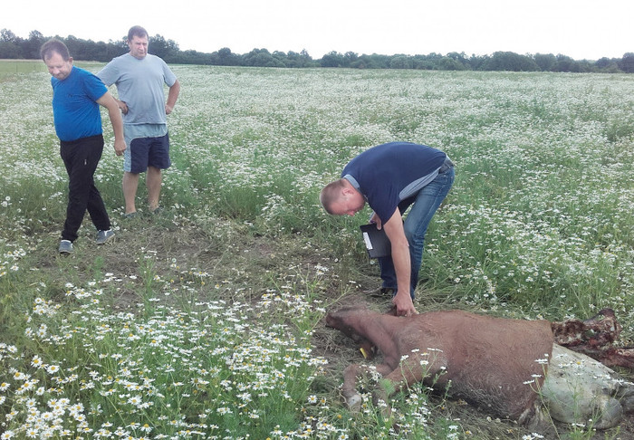 Sudraskytą gyvulį apžiūri Valstybinės maisto ir veterinarijos tarnybos vyr. veterinarijos gydytojas Arvydas Gedeikis