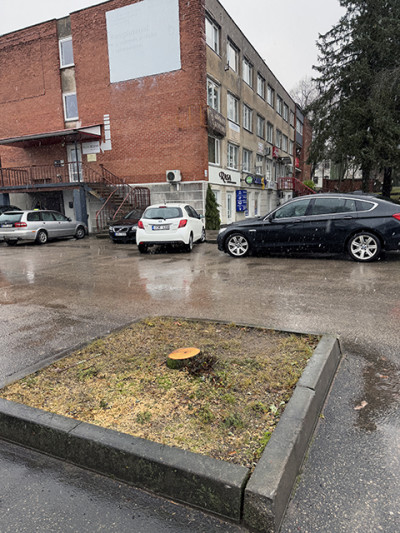 &Scaron;ilali&scaron;kiai sunerimo dėl pjaunamų medžių