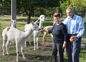 Iš Pietų Amerikos aukštikalnių kilusios alpakos pritapo Gūbriuose