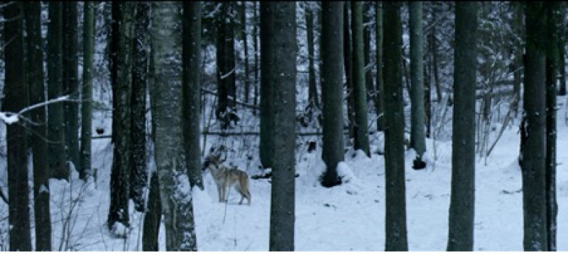 „Sengirės“ autorių dovana ateities kartoms – fondas, siekiantis apsaugoti senąsias girias