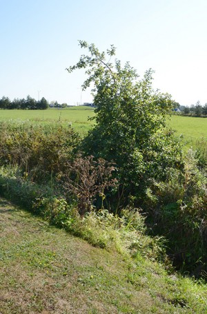 Kažkada prižiūrimi melioracijos grioviai &scaron;iemet virto kone kemsynais