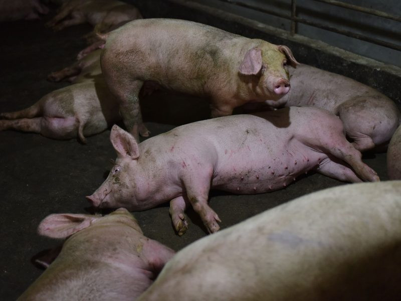 Šilalės rajonas – afrikiniu kiaulių maru užkrėsta teritorija