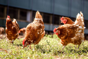 Žmonės klysta manydami, kad laimingų vi&scaron;tų kiau&scaron;iniai vertingesni. Laikymo sąlygos tam neturi jokios įtakos, tačiau grūsti vi&scaron;tų į voljerus negalima dėl jų pačių gerovės