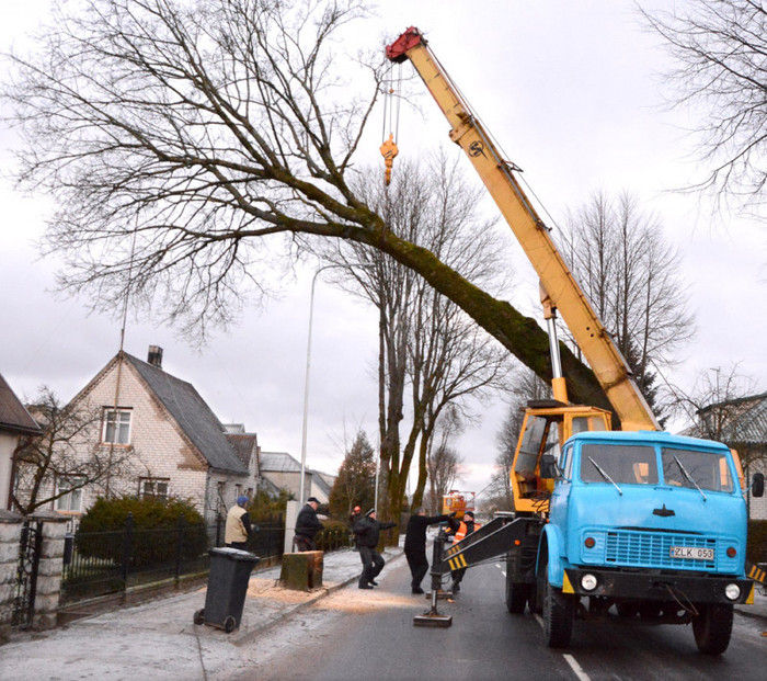 I&scaron;pjovė senus medžius