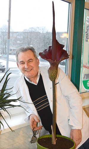 Vaistininko prižiūrimas augalas išleido įspūdingą žiedą