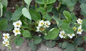Skaičiuoja &scaron;alnų padarytus nuostolius