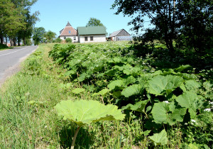 Sosnovskio barščiai rajone bujoja netrukdomai