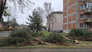 Medžius pakeis žiemą žydinčios gėlės?