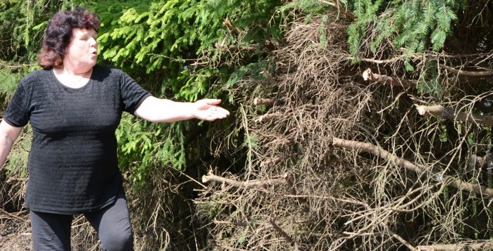 Aldonai skaudu žiūrėti į taip išniekintas pačios sodintas egles