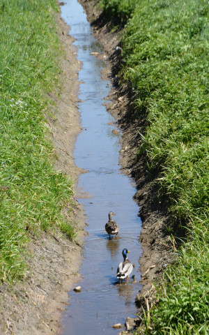 Prižiūrintiesiems melioracijos&nbsp;griovius