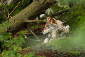 Šį sezoną rajone sumedžioti net keli pilkiai