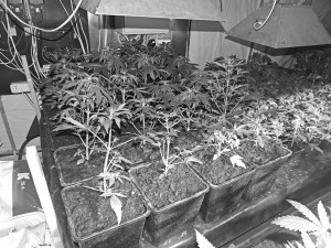 Už kanapių auginimą &ndash; solidi bauda