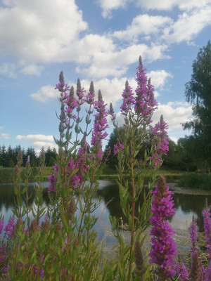 Žolinė – rinkti ir rinktis