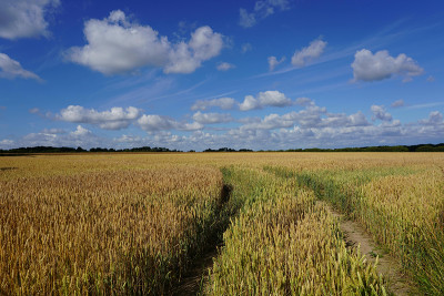 Ūkininkai raginami žemės ūkio naudmenų ir kitų plotų dek&shy;laravimo nepasilikti paskutinei dienai Nuotr. i&scaron; pexels.com
