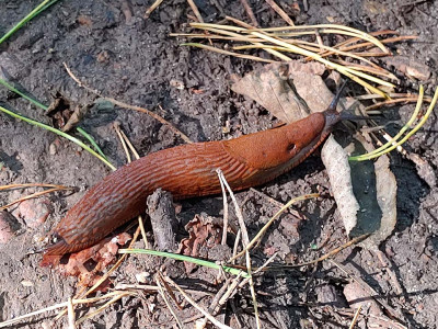 D. Matulevičiūtės nuotr.