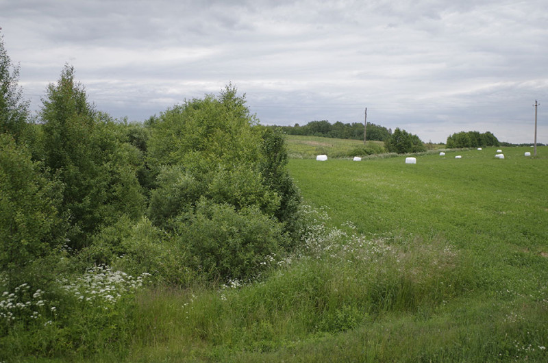Daugiametes pievas būtina saugoti ir jų nearti, kad ateityje vėl netektų susidurti su šių pievų išlaikymo problema