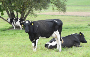 Buvę ūkininkai&nbsp;savo&nbsp;žingsnio nesigaili
